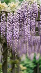 Mga nakabiting na lilang wisteria mula sa trellis, malambot na pokus, romantikong pakiramdam ng tagsibol. — Bulaklak aesthetic Wallpaper