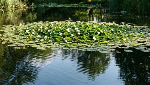 Isang tahimik na lawa na may mga lily pad at puting bulaklak, perpekto para sa mapayapang wallpaper. — Berdeng aesthetic na GIF Wallpaper