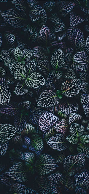 Plants Iphone — Floral iPhone Wallpaper