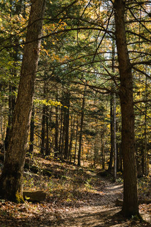 Kentucky Forest Tall Trees — Forest Wallpaper