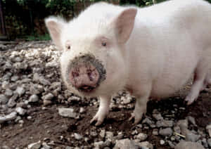 Mga larawan ng cute na baboy — Cute na baboy Wallpaper