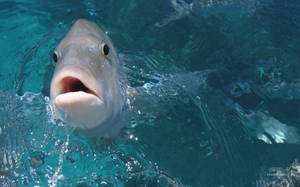 wallpaper ng kulay abong isda