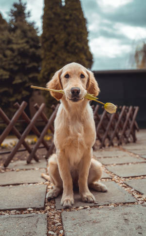 Labrador Retriever Picture wallpaper — RedMagic Tablet Wallpaper