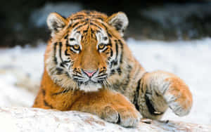 Mga Larawan ng Cute na Tigre — Tiger Wallpaper