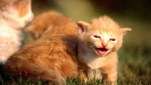 Mga nakatutuwang larawan ng pusa — Cute Cat Wallpaper