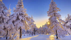 Mga larawan ng taglamig na maaliwalas — Winter Wallpaper
