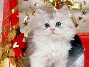 Mga Larawan ng Pusa sa Pasko — Cute Cat Wallpaper