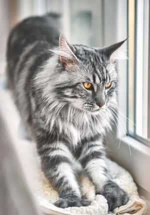 Magagandang Larawan ng Pusa — Cute Cat Wallpaper