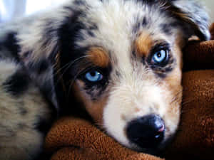 Mga Larawan ng Tuta ng Australian Shepherd — Cute puppy Wallpaper