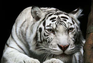 Mga Larawan ng Nakatutuwang Tigre — Tiger Wallpaper