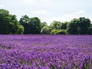 Lavender Aesthetic na Dagat ng mga Bulaklak at Puno
