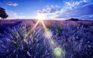 Lavender Aesthetic Field At Ang Pagsikat Ng Araw