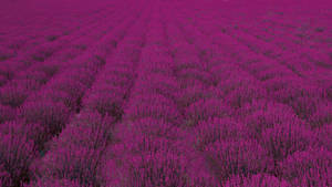 Lavender Aesthetic Malawak na Taniman ng mga Bush