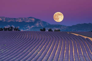 Lavender Aesthetic Field At Isang Kabilugan ng Buwan