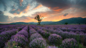 Lavender Aesthetic Field, Mountains, At Sunset