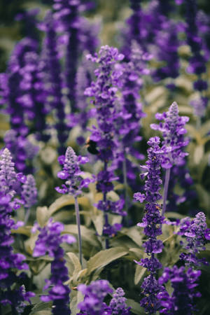 Lavender Aesthetic na Makulay na Close-Up ng Bulaklak