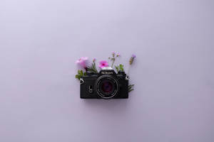 Lavender Aesthetic at Nikon Camera