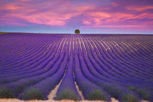 Lavender Aesthetic Maayos na Hanay at Lila na Kalangitan