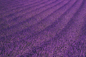 Lavender Aesthetic Maayos na Patlang ng mga Bulaklak