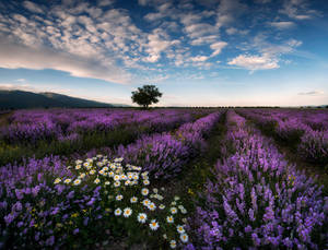 Lavender Aesthetic Field At Daisies