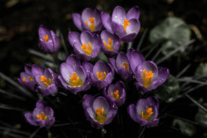 Lavender Aesthetic na Bulaklak ng Crocus