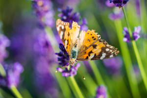 Lavender Aesthetic Butterfly Sa Flower Bud