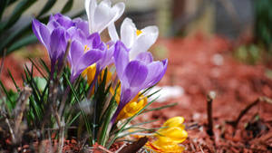 Lavender Crocuses tagsibol na wallpaper