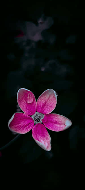Black And Pink Flower — iPhone Xr Wallpaper