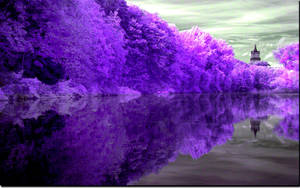 Lila na Lawang Repleksyon wallpaper — Purple Wallpaper