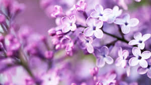 Lila Pastel na Background — Pastel purple GIF Wallpaper