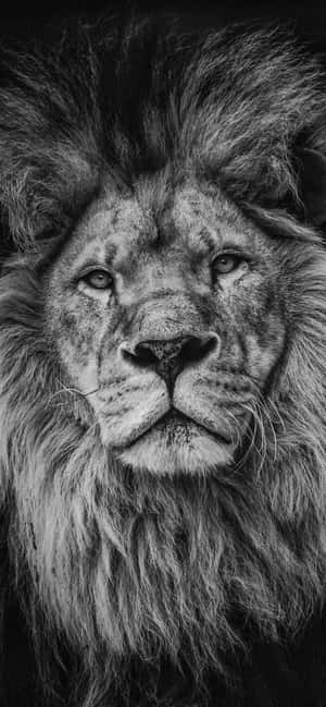 Lion background — iPhone 17 Wallpaper