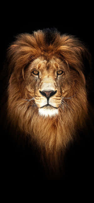 Lion background — iPhone Xs Wallpaper