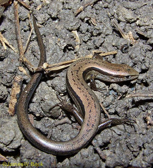 Maliit na Kayumangging Ground Skink sa Alabama — Galaxy Z Flip 8 Wallpaper