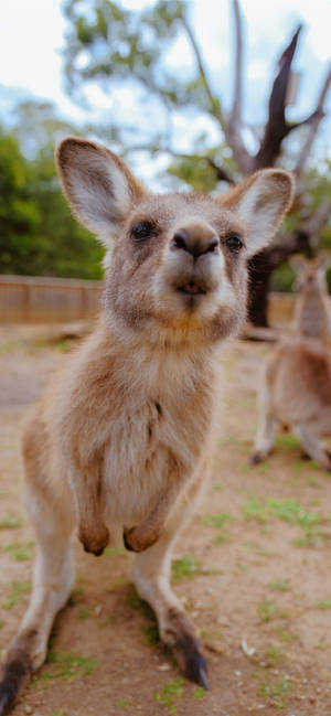 Little Joey Kangaroo wallpaper — iPhone 17 Pro Wallpaper