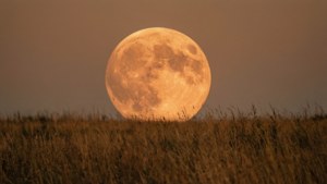 Isang kahel na anihan na buwan ang nagbigay ng mainit na liwanag sa isang tuyong damuhan. — Moon Wallpaper
