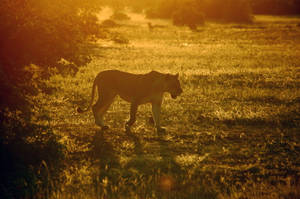 Liwanag ng Botswana na Lioness — Lion Wallpaper