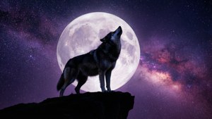 Silweta ng isang lobo na umaangal sa isang buwang kulay violet at magenta na parang galaksiya. — Galaxy moon Wallpaper