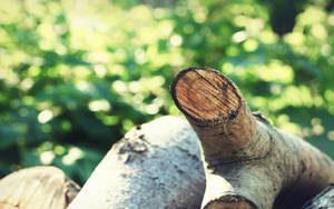 Forest log in summer wallpaper.
