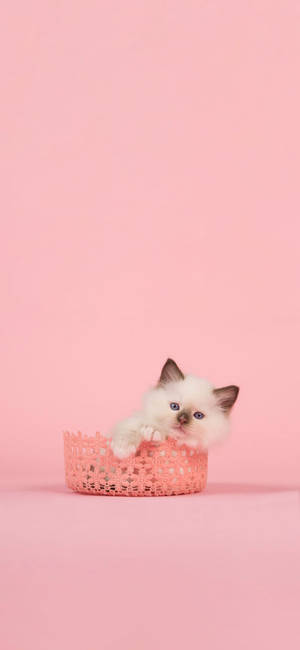 Pink na Pusa — Galaxy A16 Wallpaper