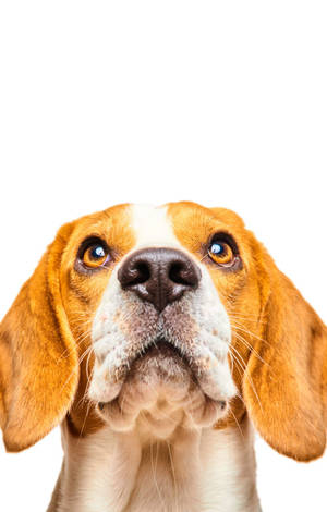 Looking Up Beagle Dog Headshot — Galaxy Tab S9 FE Wallpaper