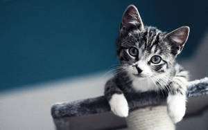 Preview wallpaper kitten, baby, look — 16:10 Wallpaper