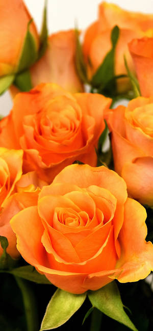 Lovely Orange Roses wallpaper — iPhone 16 Pro Wallpaper