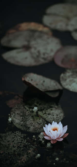 Luntiang Bulaklak ng Lotus sa Buong Pamumulaklak — Xiaomi Wallpaper