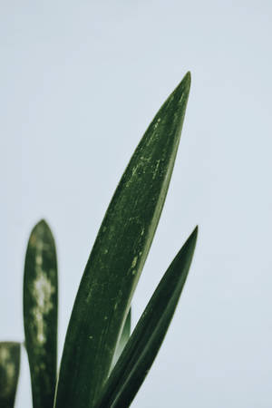 Luntiang Minimalist na Likuran — Minimalist aesthetic Wallpaper
