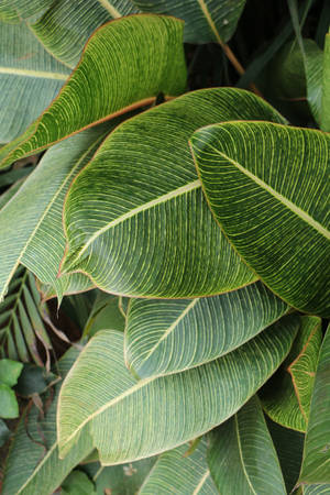 Lush And Beautiful Symmetrical Leaves — Huawei MatePad Pro Max Wallpaper