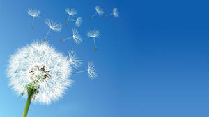 Maaliwalas na langit na may dandelion wallpaper