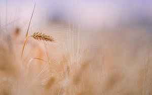 Macbook Air Wheat