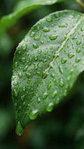 Isang macro shot ng berdeng dahon na may mga patak ng ulan, mahamog at sariwa para sa wallpaper ng Pixel 9a.