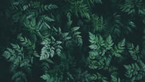 Madilim na Berdeng Aesthetic na Likha ng Kalikasan — Dark green aesthetic Wallpaper