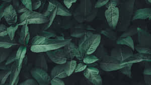 Madilim na Luntiang Aesthetic na Background ng Kagubatan — Dark green aesthetic Wallpaper
